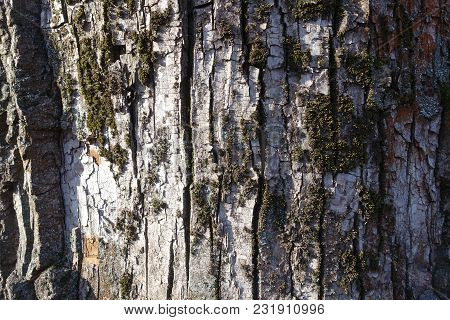 Dead Moss On Bark Of Black Poplar