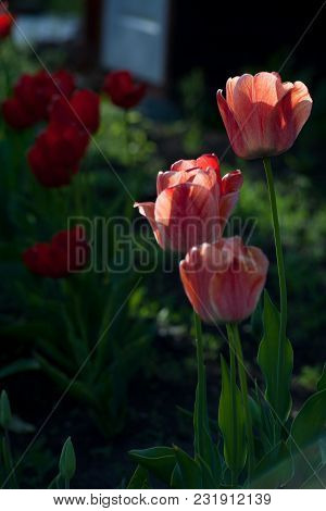 Bright Early Spring First Tulips Of Red-orange Color With Large Buds In The Garden