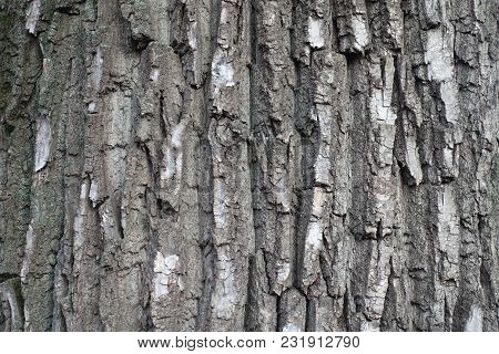 Grey Bark Of Old Black Poplar Tree