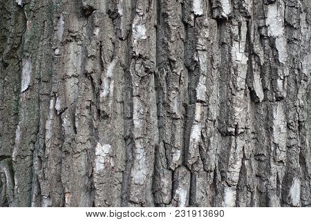 Irregular Grey Bark Of Black Poplar Tree
