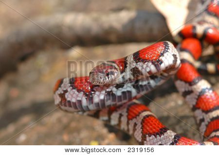 Hængende røde Milksnake
