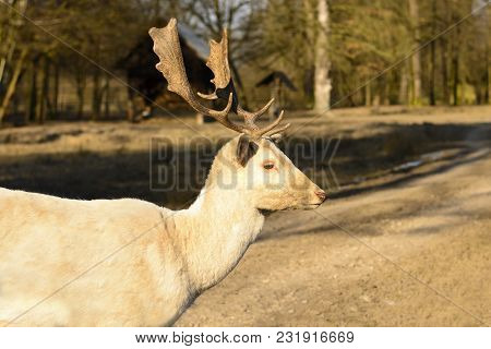 Albino Fallow Deer Standing On A Dusty Road At Sunset