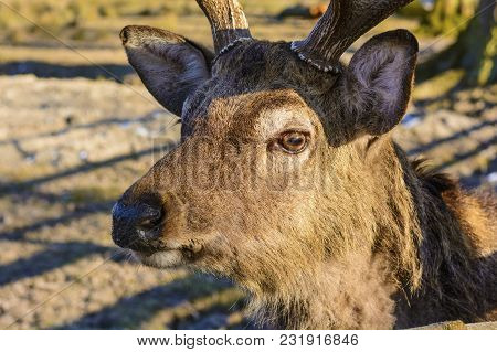 Big Brown Deer On A Meadow At Sunset