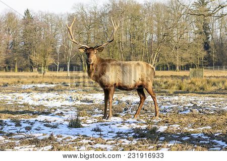 Big Brown Deer On A Meadow At Sunset