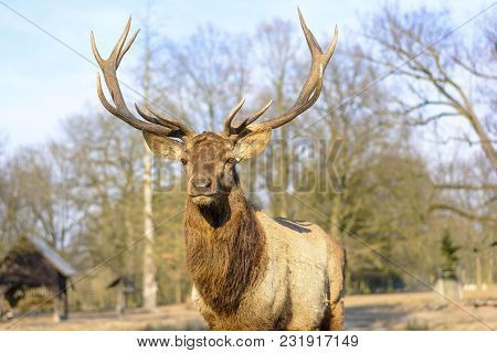 Big Brown Deer On A Meadow At Sunset