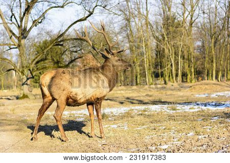 Big Brown Deer On A Meadow At Sunset