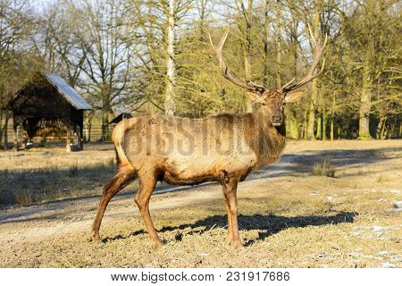 Big Brown Deer On A Meadow At Sunset