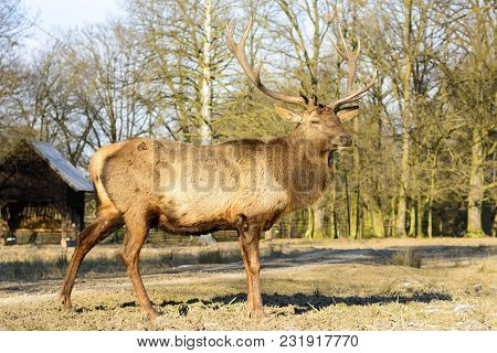 Big Brown Deer On A Meadow At Sunset