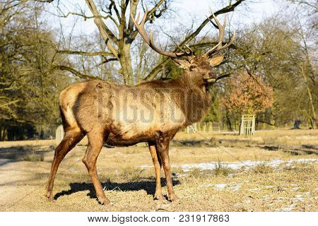 Big Brown Deer On A Meadow At Sunset