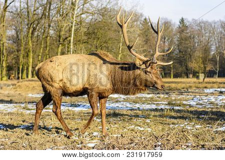 Big Brown Deer On A Meadow At Sunset
