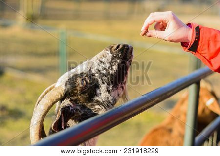 A Woman Hand Feeding A Brown Goat