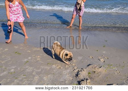 A Dog Of The Pug Breed Is A Clever, Light-haired, Ginger-colored Walker Playing On The Seaside With 