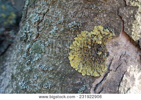 Xanthoria Parietina Lichen On Bark Of Horse Chestnur