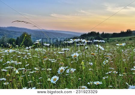 Pink Twilight Over A Summer Flowering Meadow With Chamomiles And Other Aromatic And Melliferous Flow