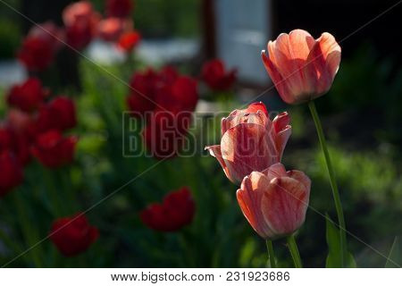 Bright Early Spring First Tulips Of Red-orange Color With Large Buds In The Garden