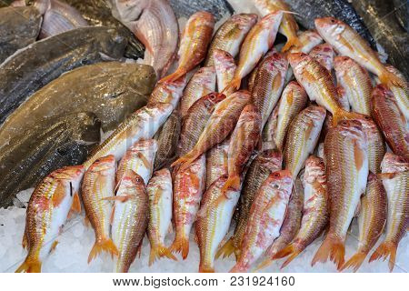 Red Striped Mullet Fishes Or Mullus Surmuletus On Ice For Sale In The Greek Fish Shop. Horizontal. C