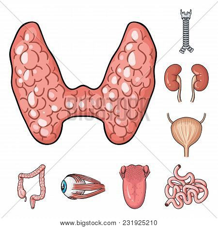 Human Organs Cartoon Icons In Set Collection For Design. Anatomy And Internal Organs Vector Symbol S