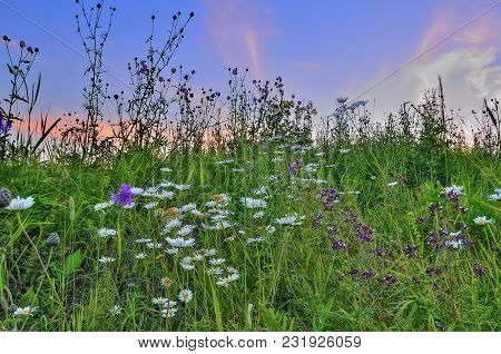 Pink Twilight Over A Summer Flowering Meadow With Chamomiles, Oregano And Other Aromatic, Medicinal 