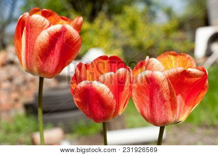 Bright Early Spring First Tulips Of Red-orange Color With Large Buds In The Garden