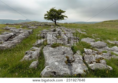 Lone tree and Limestone pavement at Winskill Stones Nature Reserve, near Settle, Yorkshire Dales, North Yorkshire, UK