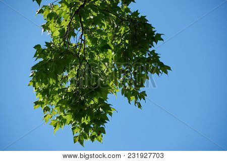 tree branches with blue sky in background and fresh spring leafs close up ready for double exposure mask selection