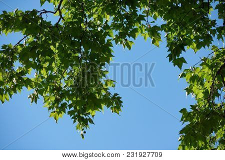 tree branches with blue sky in background and fresh spring leafs close up ready for double exposure mask selection