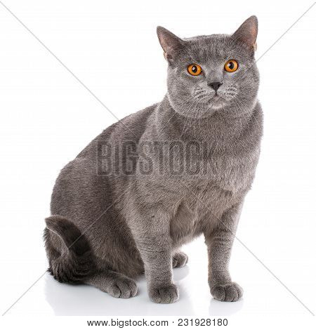 Chartreux Cat On A White Background. Purebred Cat. Well-groomed Kitten. Pet, Comfort, Love And Seren