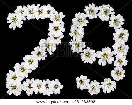 Arabic Numeral 29, Twenty Nine, Twenty, Two, Nine, From White Flowers Of Cerastium Tomentosum, Isola