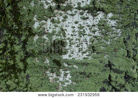 Mint Green Lichen And Moss Covering White Poplar Bark