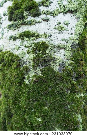 Moss And Lichen On Bark Of Silver Poplar