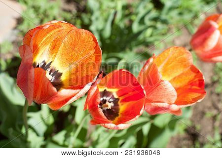 Bright Early Spring First Tulips Of Red-orange Color With Large Buds In The Garden