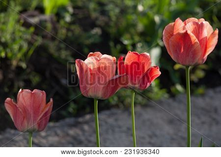 Bright Early Spring First Tulips Of Red-orange Color With Large Buds In The Garden