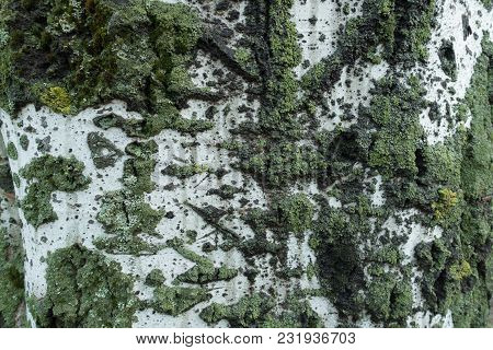Mint Green And Yellow Lichen On Light Bark Of Silver Poplar