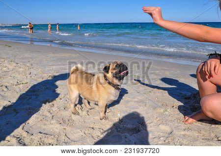 A Dog Of The Pug Breed Is A Clever, Light-haired, Ginger-colored Walker Playing On The Seaside With 
