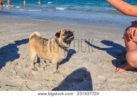 A Dog Of The Pug Breed Is A Clever, Light-haired, Ginger-colored Walker Playing On The Seaside With 