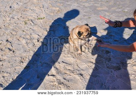 A Dog Of The Pug Breed Is A Clever, Light-haired, Ginger-colored Walker Playing On The Seaside With 