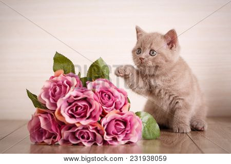 Cat. Scottish Cat Scottish Fold Kitten. Cat At Home.