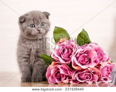 Scottish Kitten Portrait. Cat At Home. Scottish Fold Cat. Purebred Cats. Pet. Playful Kitten