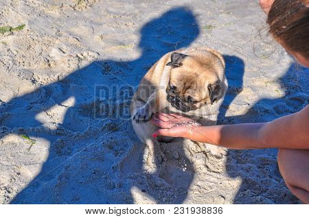 A Dog Of The Pug Breed Is A Clever, Light-haired, Ginger-colored Walker Playing On The Seaside With 