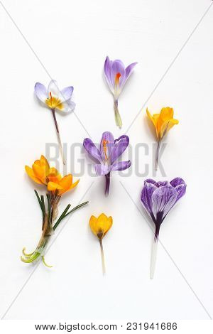 Spring, Easter Floral Composition. Yellow And Violet Crocuses Flowers On White Wooden Background, St