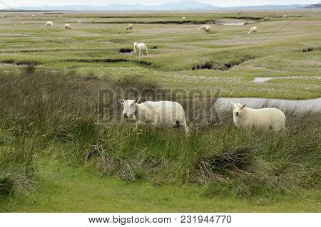 Dwyryd Estuary