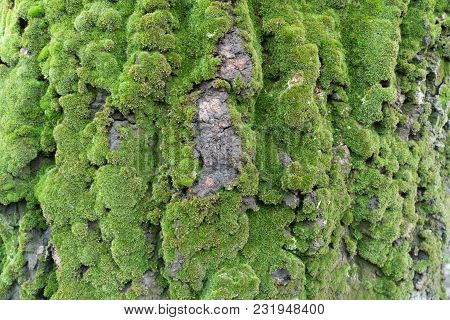 Abele Tree Bark Covered With Green Moss