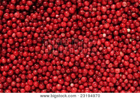 Preiselbeere oder Preiselbeeren (Vaccinium Vitis-Idaea)