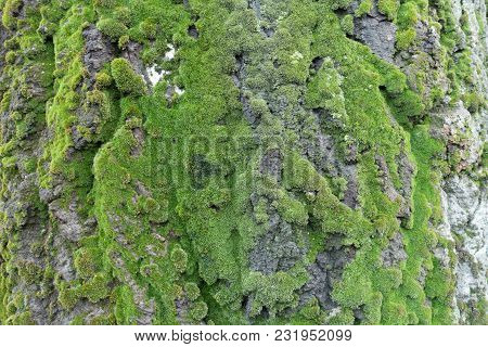 Lush Green Moss On Bark Of Silver Poplar
