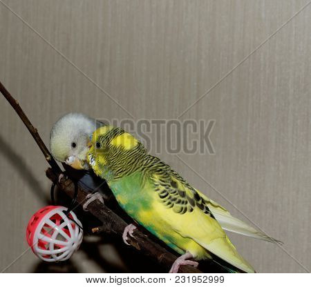 Couple Of Young Budgeigar Parrot Is Sitting On A Branch And Scratch Each Other. The Colors Of The Pa