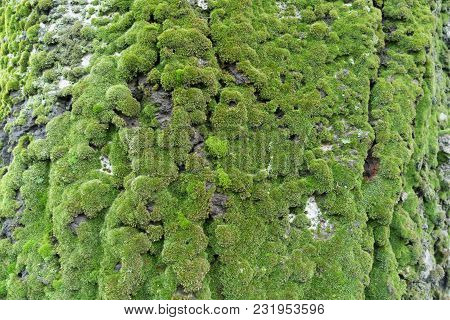 Populus Alba Bark Covered With Green Moss