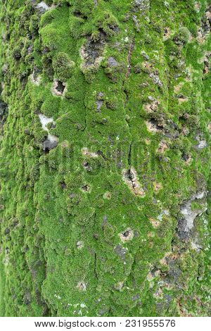 Texture Of Silver Poplar Bark With Moss