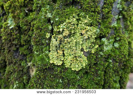 Macro Of Lime Xanthoria Parietina Lichen On Tree Bark Covered With Moss