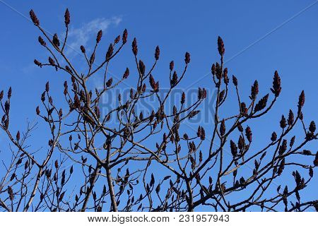 Branches Of Rhus Typhina Against Blue Sky In Winter