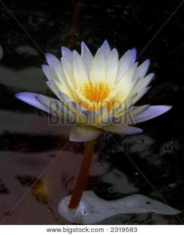 Waterlily2007